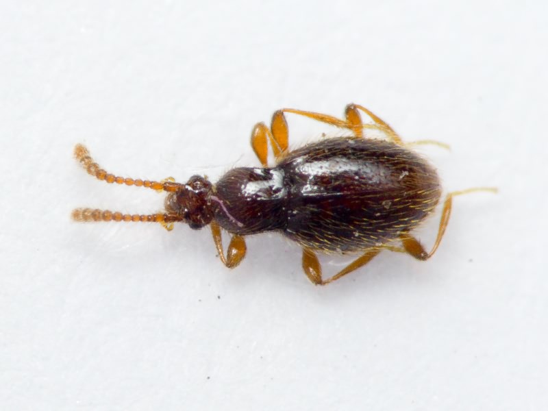 Nevraphes elongatulus (Müller & Kunze, 1822)